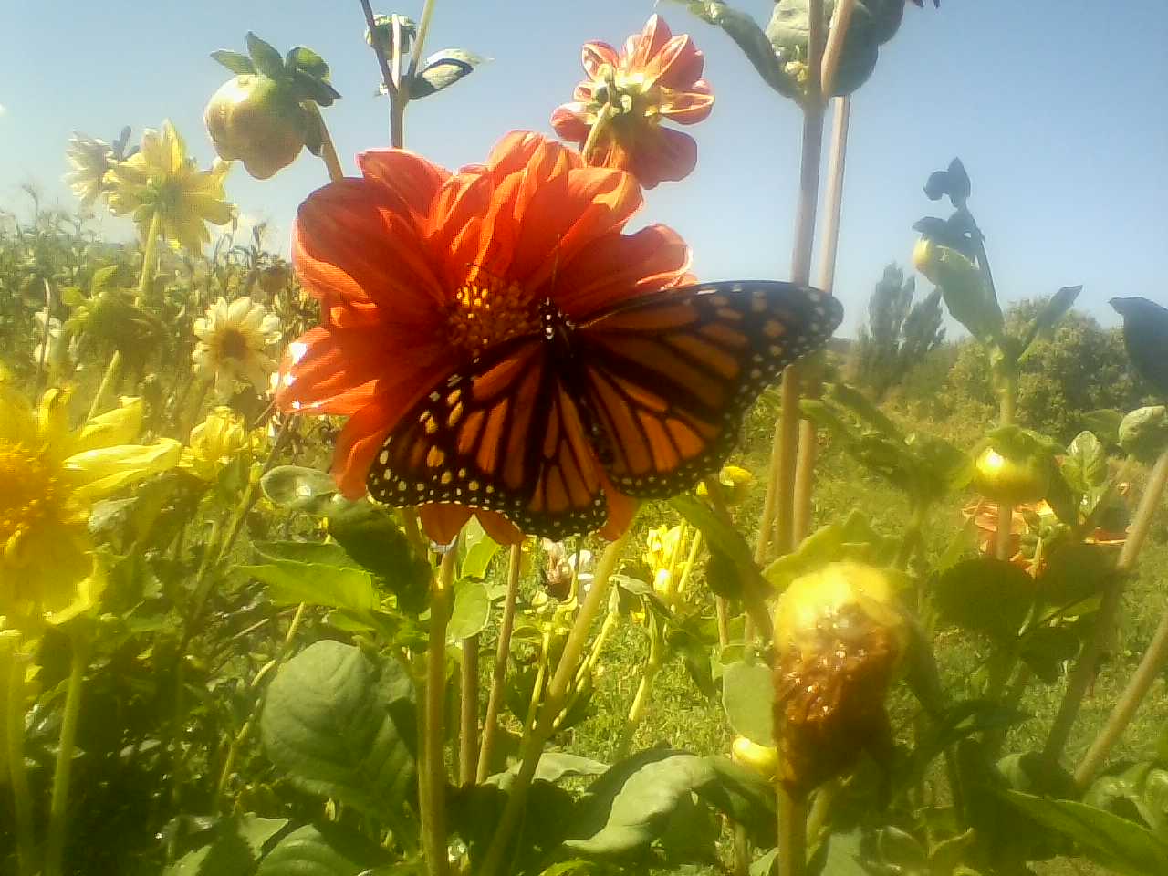 Monarch butterfly on dahlia