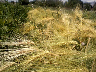 Burbank Hulless Barley