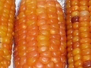 high carotene flint corn