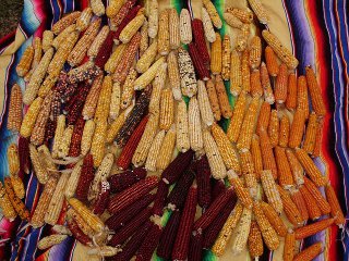 North American and South American Corns: Synthetic composite