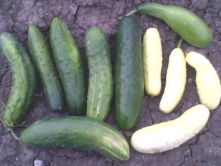 landrace cucumbers