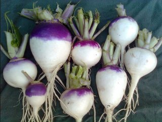 purple top white globe turnip