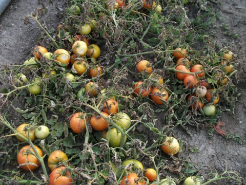 DX52-12 tomato