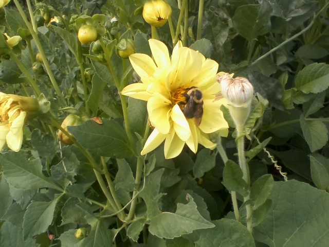 bumblebee on dahlia