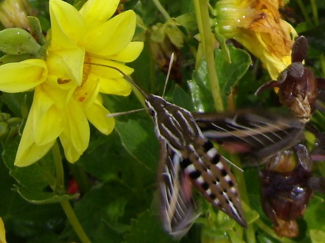 hummingbird moth on dahlia