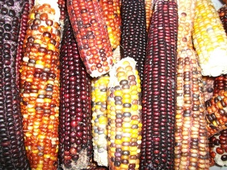 An adaptivar landrace of Indian corn